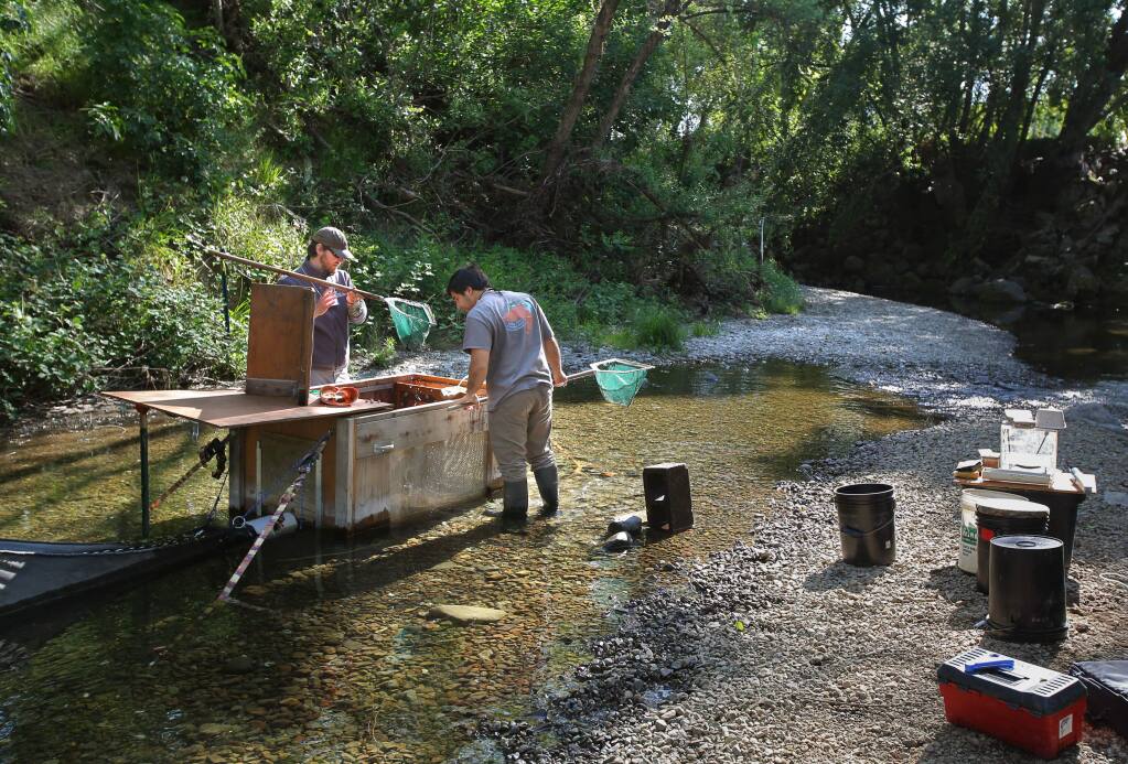 Fisheries biologist Nick Bauer, left, and lab technician Will Boucher, both with the University of California Cooperative Extension California Sea Grant, remove Coho Salmon smolt from a fish trap for data collection along Mill Creek, near Healdsburg on Tuesday, April 14, 2015. (Christopher Chung / The Press Democrat)