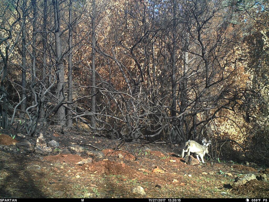 A rabbit runs through charred trees that line the park's horizon on November 27. (Photo: Pepperwood Preserve)