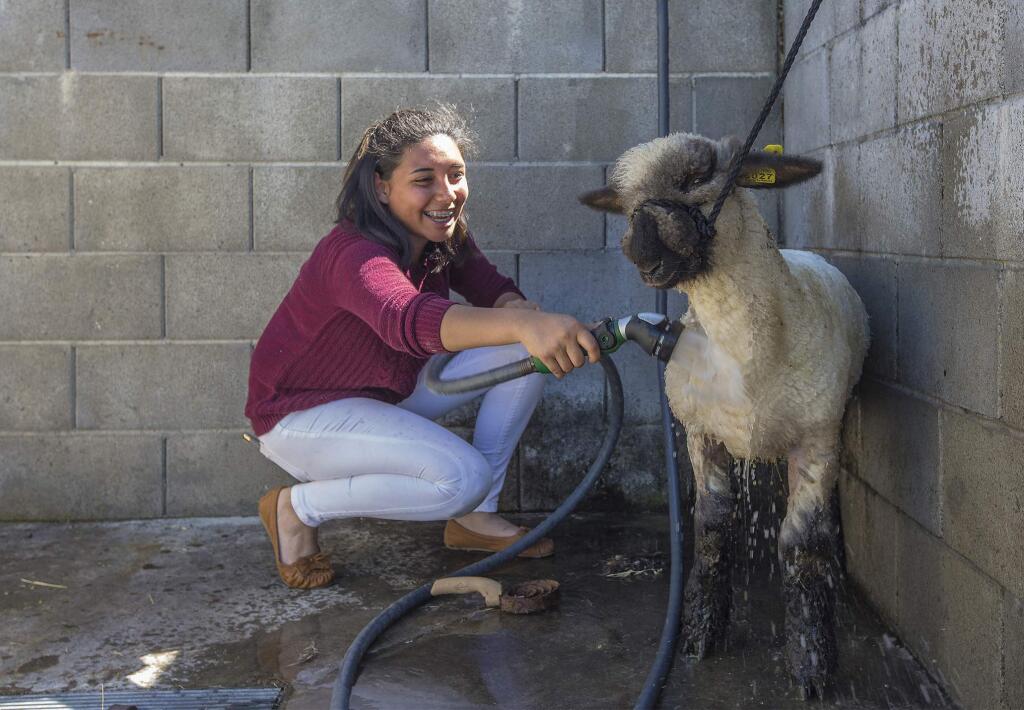 Sonoma Valley High School's Bryssa Navarro gives her market lamb a cool shower on a very hot afternoon. She will show and compete with her lamb at this year's County Fair in Santa Rosa, which runs from August 3 - 13. (Photo by Robbi Pengelly/Index-Tribune)