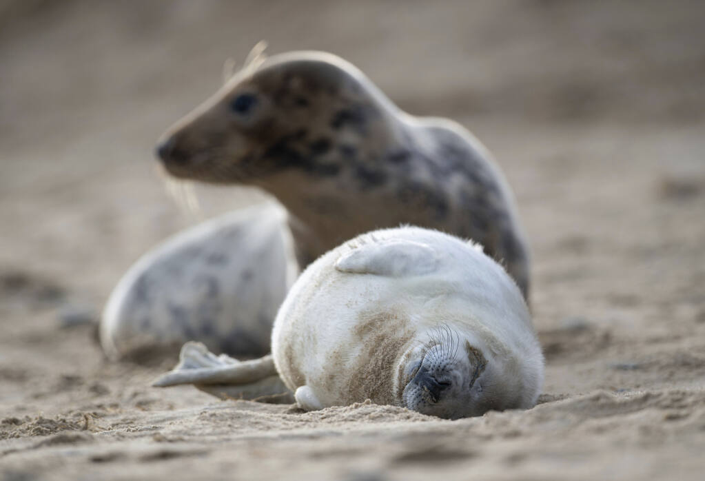 A grey seal and her pup on the beach at Horsey Gap in Norfolk, England, Sunday Jan. 10, 2021.  A worldwide group are participating in a one-day video conference Monday Jan. 11, 2021, entitled the One Planet Summit aimed at protecting the world’s biodiversity, including protection of marine ecosystems. (Joe Giddens/PA via AP)