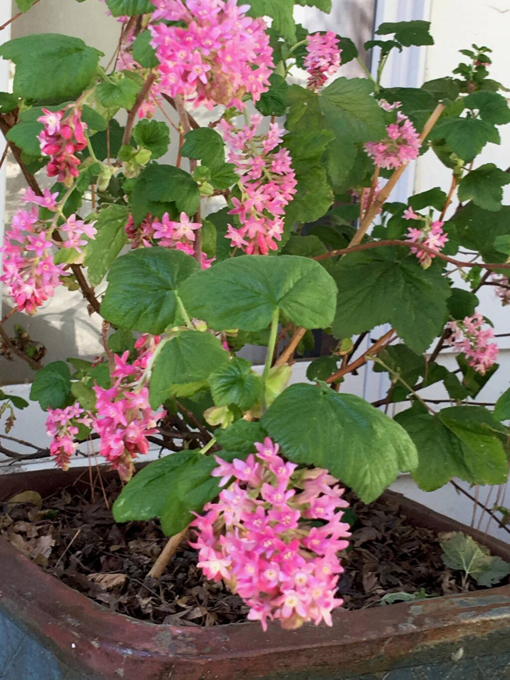 For bright color in winter try this January through March blooming Ribes sangineum var.  (UC ANR)