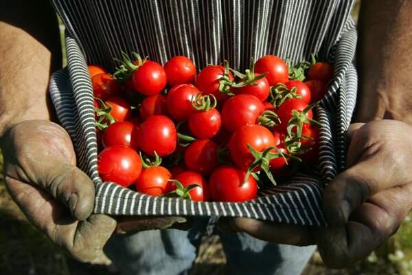 If you have a cherry tomato plant in your garden, you know it’s now producing an abundance of tomatoes, which you can roast or add to salad. (John Burgess/ The Press Democrat)