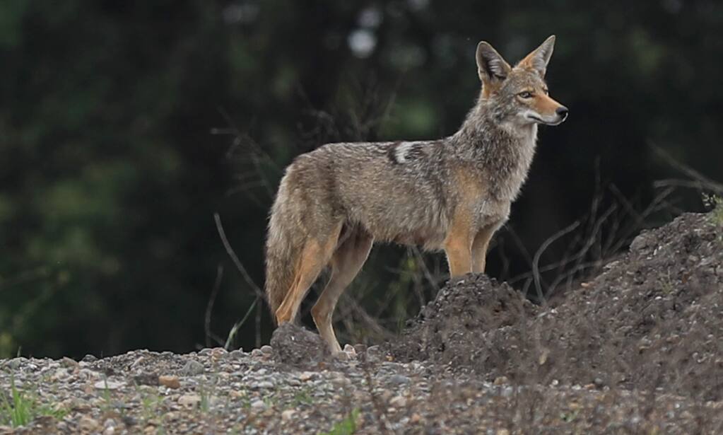 A coyote keeps a wary eye out as Jeff Petersen, a vector control technician with the Marin / Sonoma Mosquito and Vector Control District, searches for mosquito larvae, Wednesday, May 8, 2019 in Santa Rosa. (Kent Porter / The Press Democrat) 2019