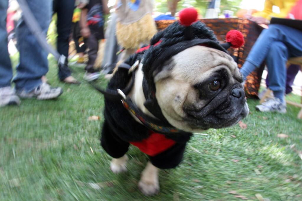 The Howl-O-Ween dog parade is from noon to 2 p.m. at the plaza in Healdsburg. (PD FILE)