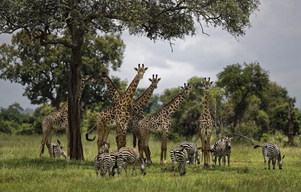 FILE - In this Tuesday, March 20, 2018 file photo, giraffes and zebras congregate under the shade of a tree in the afternoon in Mikumi National Park, Tanzania. The Trump administration has taken a first step toward extending protections for giraffes under the Endangered Species Act, following legal pressure from environmental groups. The U.S. Fish and Wildlife Service announced Thursday that its initial review has determined there is “substantial information that listing may be warranted” for giraffes. (AP Photo/Ben Curtis, File)