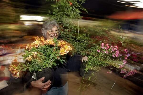 Joanne Soracco of Healdsburg shuttles one of many armloads of flowers bargains from the annual plant sale at the Hall of Flowers at the Sonoma County Fair.