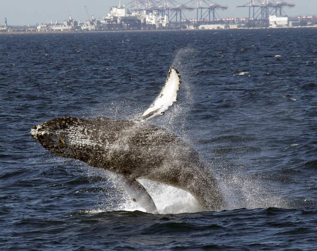 FILE - In this July 11, 2015 file photo, a humpback whale breaches off the Long Beach Coast during a whale watching trip on The Harbor Breeze Cruises Triumphant in Long Beach, Calif. Humpback whales have been swimming into San Francisco Bay in unprecedented numbers during the past two weeks, an onslaught that experts say could be caused by an unusual concentration of anchovies near shore. (AP Photo/Nick Ut, File)