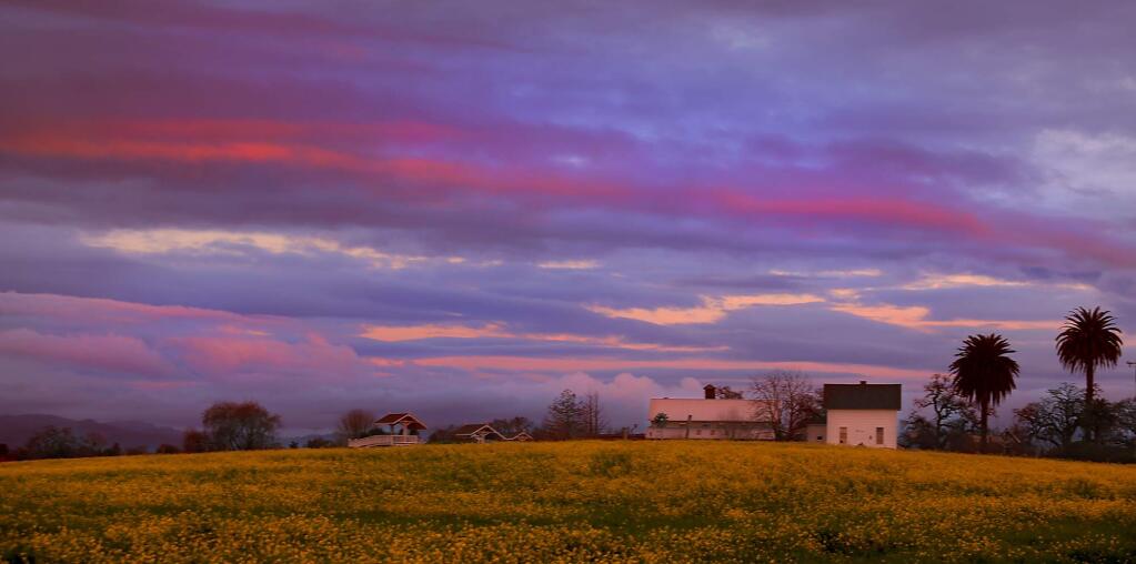 Mustard highlights the sunset at the Laguna Center near Sebastopol, Feb 10, 2017. Copious amounts of precipitation have started a bumper crop of wildflowers as Sonoma County heads towards spring. (Kent Porter / The Press Democrat) 2017