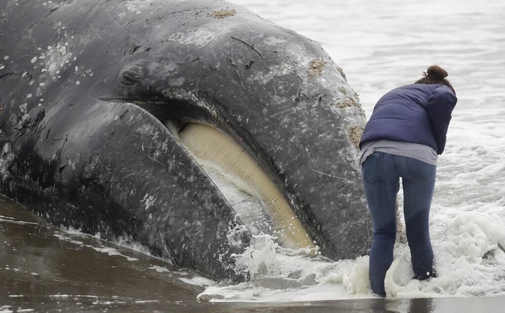 A woman looks at the face of a dead whale at Ocean Beach in San Francisco, Monday, May 6, 2019. The Marine Mammal Center plans a necropsy to determine what killed the animal. (AP Photo/Jeff Chiu)