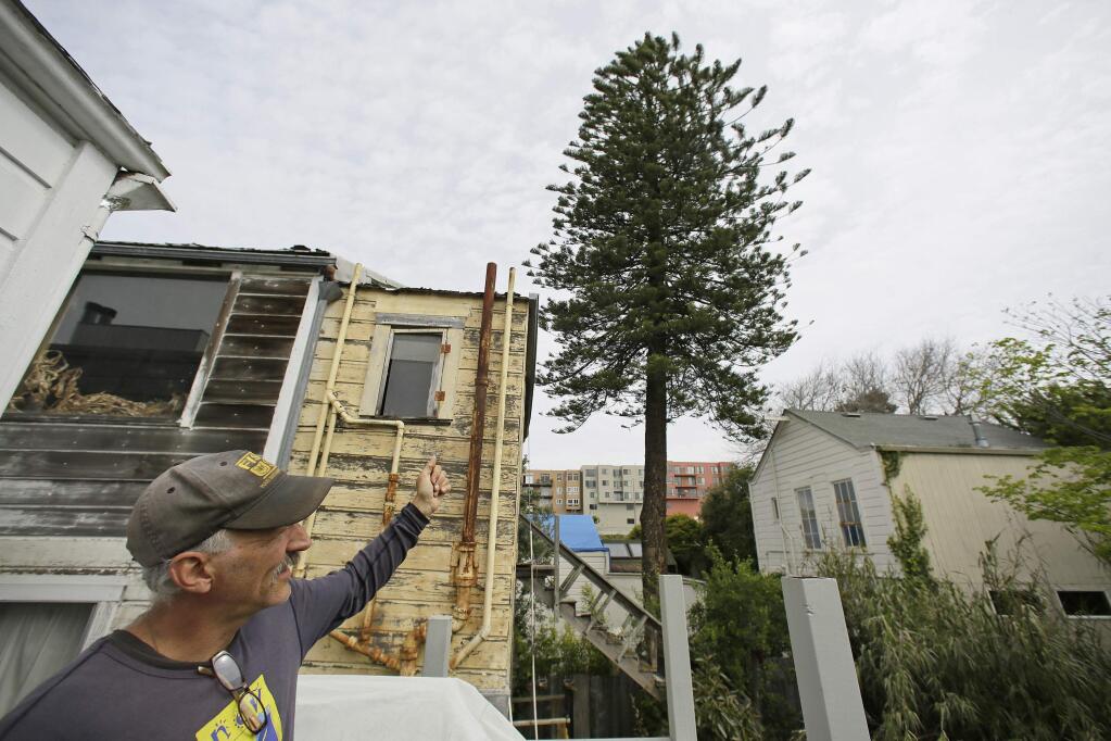 Richard Worn looks out from his deck at a 100-foot-tall Norfolk pine hybrid tree that he and his neighbors are trying to save Tuesday, May 3, 2016, in San Francisco. (AP Photo/Eric Risberg)