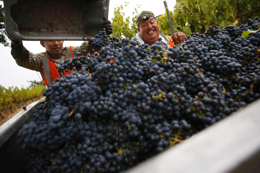 Jose Luis, right, watches over his crew of pickers collecting tons of grapes during an early morning harvest at MacLeod Family Vineyard in Kenwood on Tuesday, September 09, 2014. (Conner Jay/The Press Democrat)