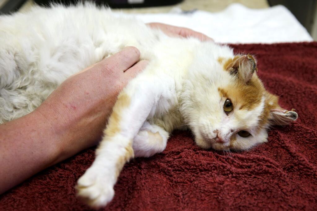 Dr. Katie McKenzie checks on a cat that has been nicknamed 'Davis' who suffered burned during the Tubbs fire. Photo taken at Sonoma County Animal Services in Santa Rosa, on Tuesday, November 14, 2017. (BETH SCHLANKER/ The Press Democrat)