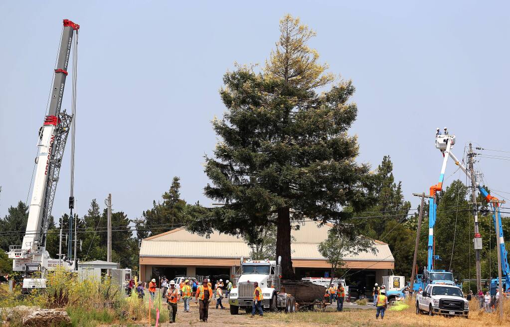 A flatbed truck carries a rare chimera coast redwood tree to its new home, after it was lifted from its location along the SMART tracks near East Cotati Avenue on Thursday, Aug. 7, 2014. (CHRISTOPHER CHUNG/ PD FILE)