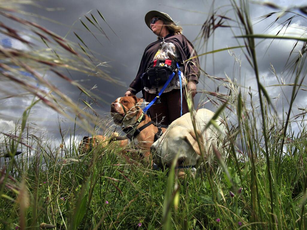 Dog walker Trish Mitchell pauses with her pack amid the tall grasses on the dam at Spring Lake Regional Park in 2010. (JOHN BURGESS/ PD FILE)