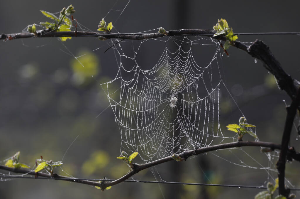 A spider web stretches between two chardonnay vines during bud break at Balletto Ranch in Santa Rosa, Calif., on Thursday, March 24, 2022. (Beth Schlanker/The Press Democrat)