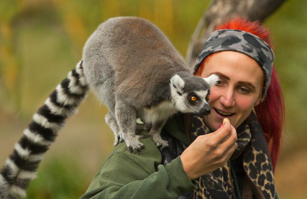 Safari West keeper Rose Pattenaude feeds a ring-tailed lemur during a two-day grand reopening fundraiser for the Safari West nonprofit Wildlife Foundation this weekend. (photo by John Burgess/The Press Democrat)