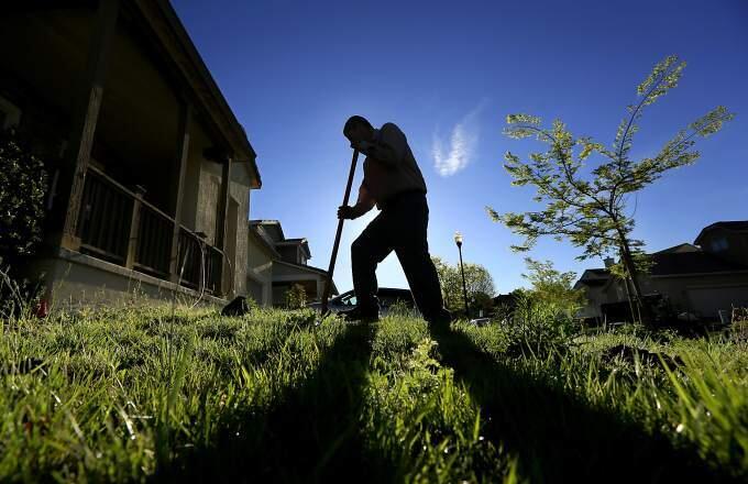 Carlos Ramirez of Sonoma Mountain Landscape digs holes for drought tolerant plants that will replace part of a lawn at a Windsor residence in 2013. (KENT PORTER/ PD FILE)