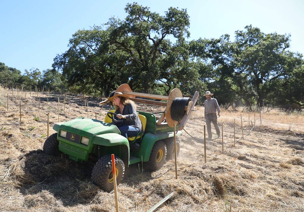 Ancient Oak Cellars owners Melissa and Ken Moholt-Siebert work on installing new irrigation drip lines in their vineyard in Santa Rosa on Wednesday, July 24, 2019. The couple lost 15 acres of vineyard in the Tubbs fire.(Christopher Chung/ The Press Democrat)