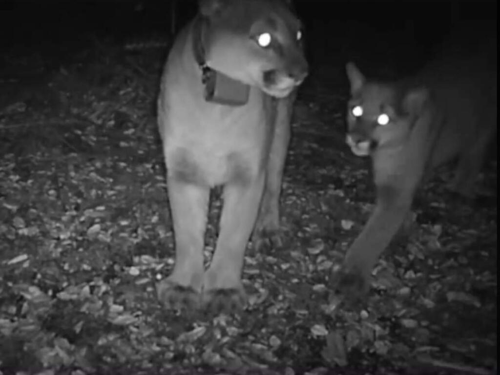 Audubon Canyon Ranch caught rare footage of female mountain lion P1 and her kitten on a trail in Bennett Valley. (Audubon Canyon Ranch)