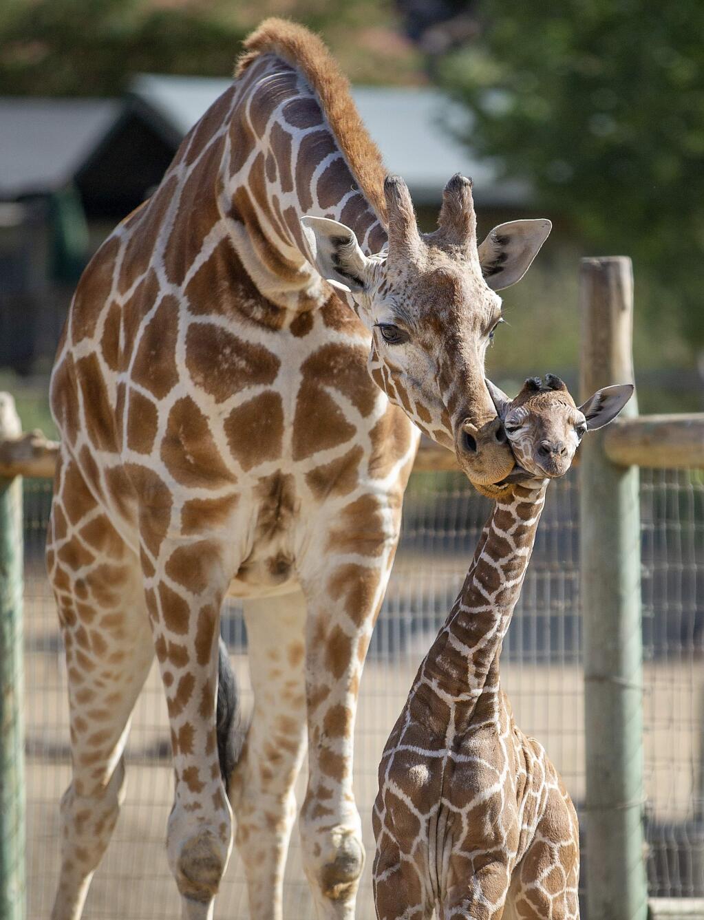The 41st baby giraffe at Safari West in Santa Rosa came into the world on Tuesday, Aug. 27, 2019. (JOHN BURGESS/ PD)