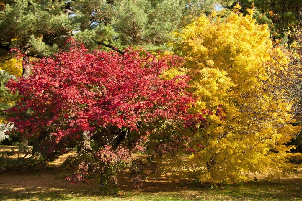 Japanese maples — here at the Judy and Michael Steinhardt Maple Collection at the New York Botanical Garden — differ in size, but all end the season in a blaze of color. (New York Botanical Garden)