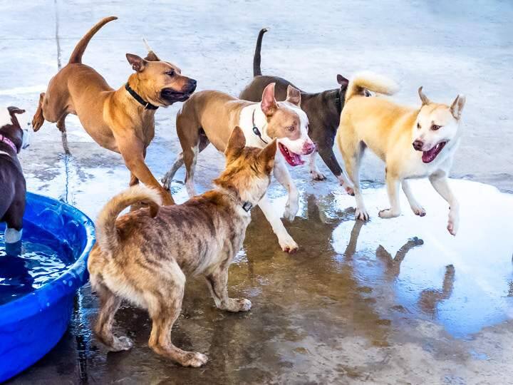 Dogs playing at the Mendocino County animal shelter, April 2015. (MENDOCINO COUNTY ANIMAL CARE SERVICES)
