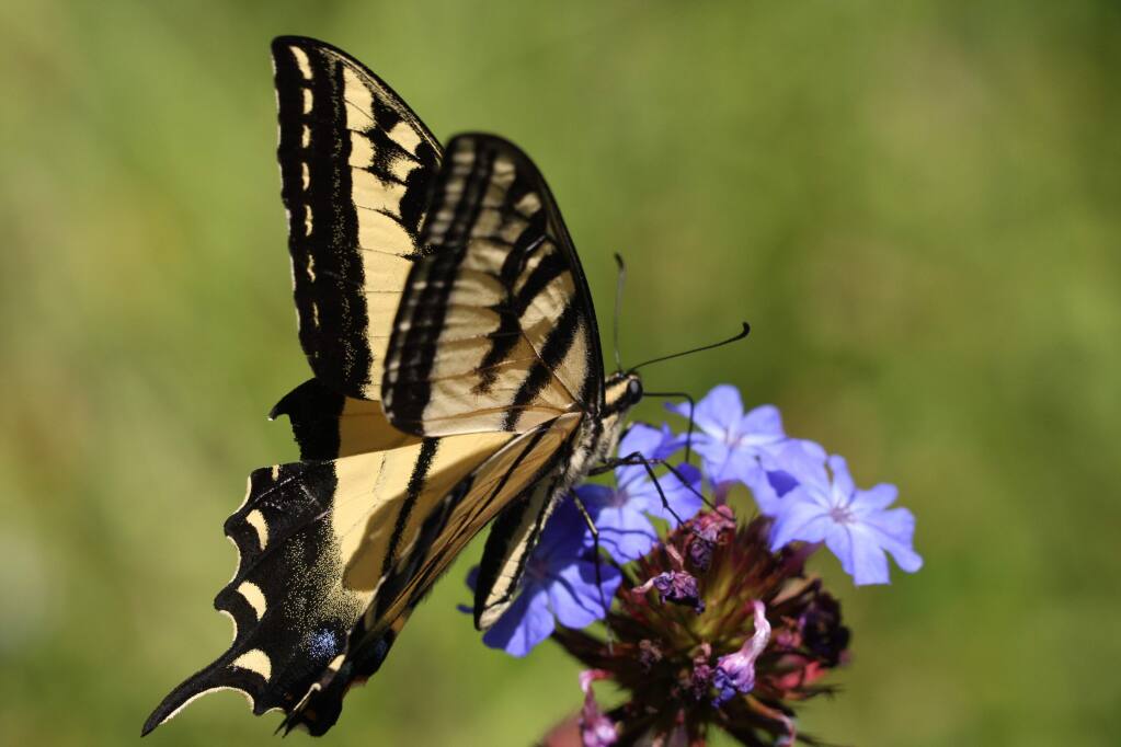 Get up close to the butterflies of the Valley, like this Swallowtail among others. See him on a guided butterfly walk at Quarryhill Botanical Garden, on Saturday, June 30. (Mark Hullilnger)