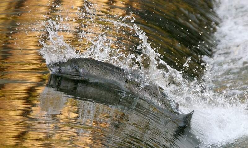 A chinook salmon jumps over the inflatable dam at the Wohler Bridge on the Russian river on Wednesday, November 29, 2006. Photo by John Burgess/The Press Democrat
