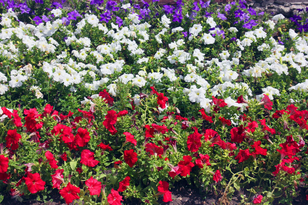 Royalty-free stock photo ID: 486753790flowerbed with red and white and blue petuniasABy Alexey Belyaev