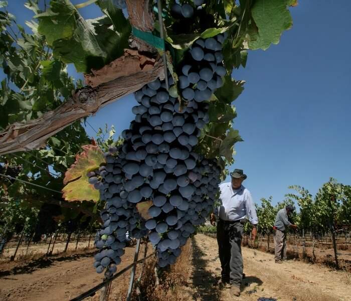 Workers thin the grapevines in Sonoma. (Press Democrat/ Mark Aronoff)