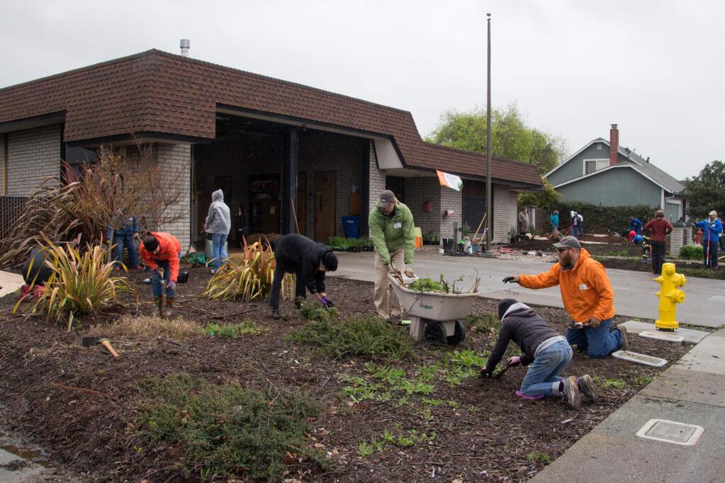 Volunteers pull up weeds at the community volunteer day put on by Daily Acts to create a new community garden at Petaluma Fire Station 3 on March 12, 2016. (ASHLEY COLLINGWOOD/FOR THE ARGUS-COURIER)