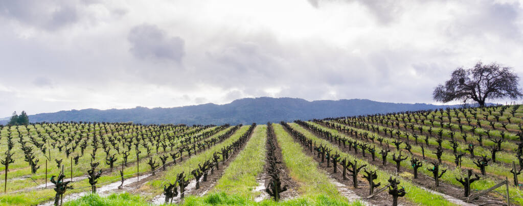 Panoramic view of a vineyard in Sonoma Valley at the beginning of spring.