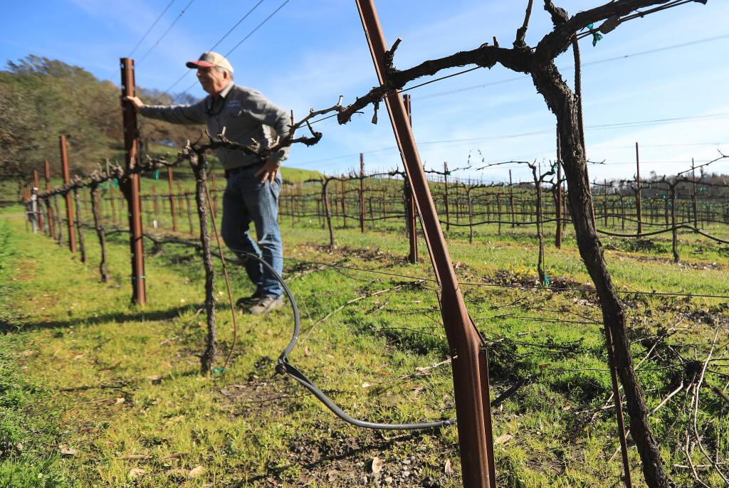 Russ Messana with some of his family's trellised wine grapes with warped support poles and burned vines as a result of the Tubbs fire in October 2017. (Kent Porter / The Press Democrat) 2018