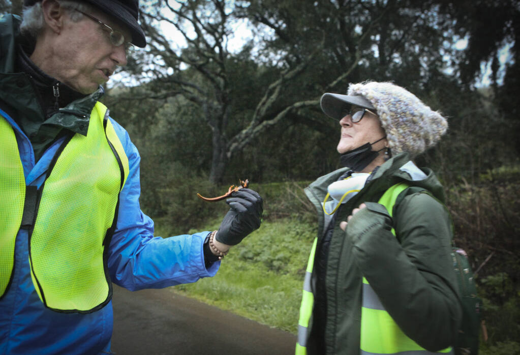 Newt Brigadiers Michael Kraus and Kirsten Franklin, pictured here Monday, Jan. 3, 2022, spend evenings helping newts scoot to safety along Chileno Valley Road. (CRISSY PASCUAL/ARGUS-COURIER STAFF)