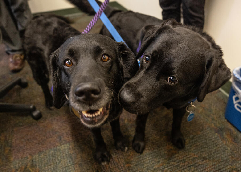 The graying Miranda, a 9-year-old black lab, who is retiring as a comfort dog in the Victims Services Division of the Sonoma County DA’s office with her young replacement Darla, right, in the office Friday, April 21, 2023. (John Burgess / The Press Democrat)