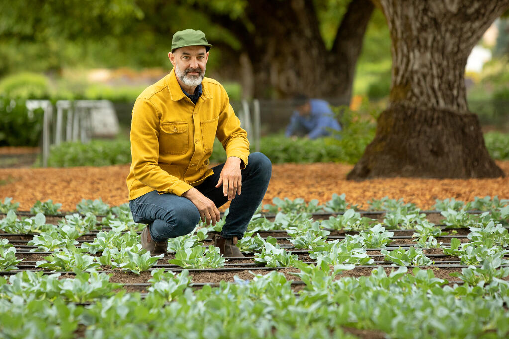 Tucker Taylor with a patch of Oyster Leaf, Mertensia maritima, in the Kendall-Jackson culinary gardens, Wednesday, June 7, 2023. Taylor sells what he doesn’t use to Michelin star restaurants around the Bay Area. (John Burgess / The Press Democrat)