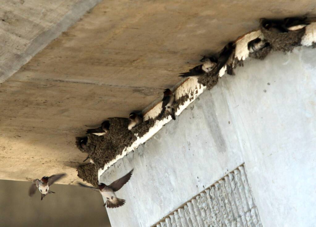 Swallows build their mud nests on the Hwy 101 bridge over the Petaluma River on Tuesday morning, May 12, 2015. This section of the bridge is not in the construction zone and the nests are left alone. (SCOTT MANCHESTER/ARGUS-COURIER STAFF)