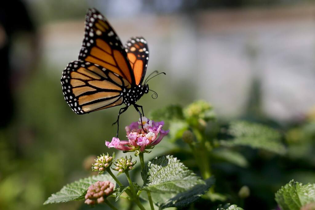 A monarch butterfly in Vista. The western monarch butterfly population wintering along California's coast is critically low. (Gregory Bull / Associated Press)