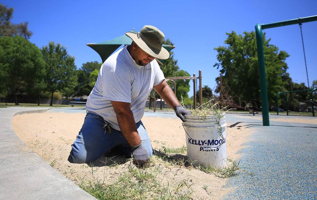 City worker Jose Magana Flores pulls weeds by hand at Steele Lane Park in Santa Rosa, Monday July 17, 2017. (Kent Porter / Press Democrat) 2017