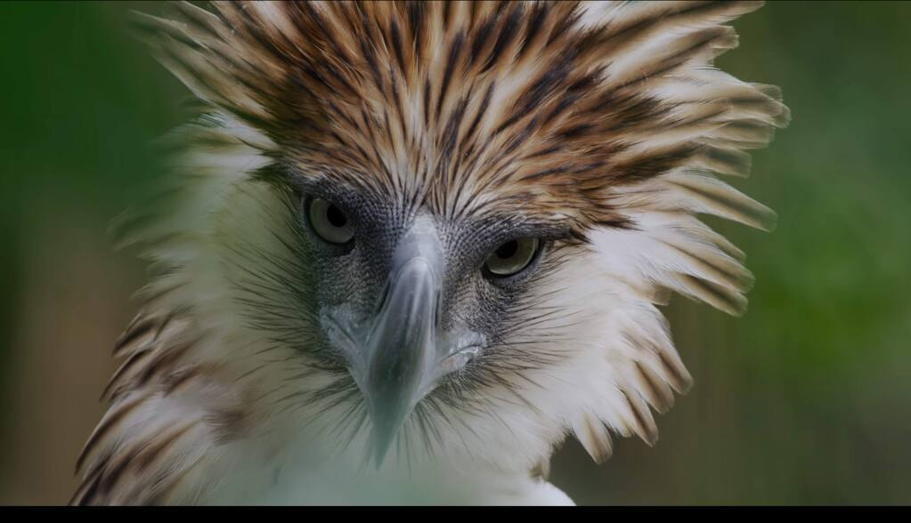 'Bird of Prey' follows the critically endangered Philippine eagle, of which most estimates suggest there are 200-800 left in the wild. (birdofpreymovie.com)