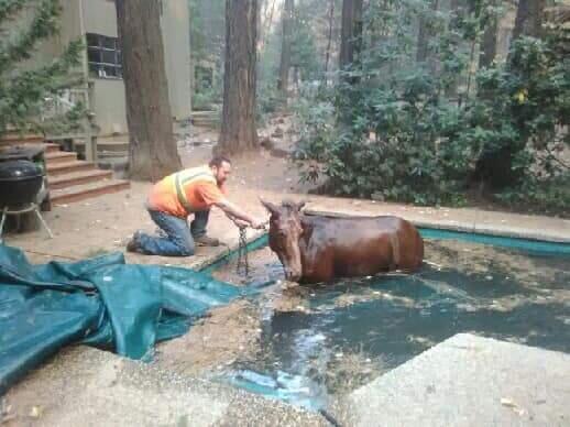 A horse is rescued Sunday after getting caught in a pool covering in Paradise. (Jeff Hill / Facebook)
