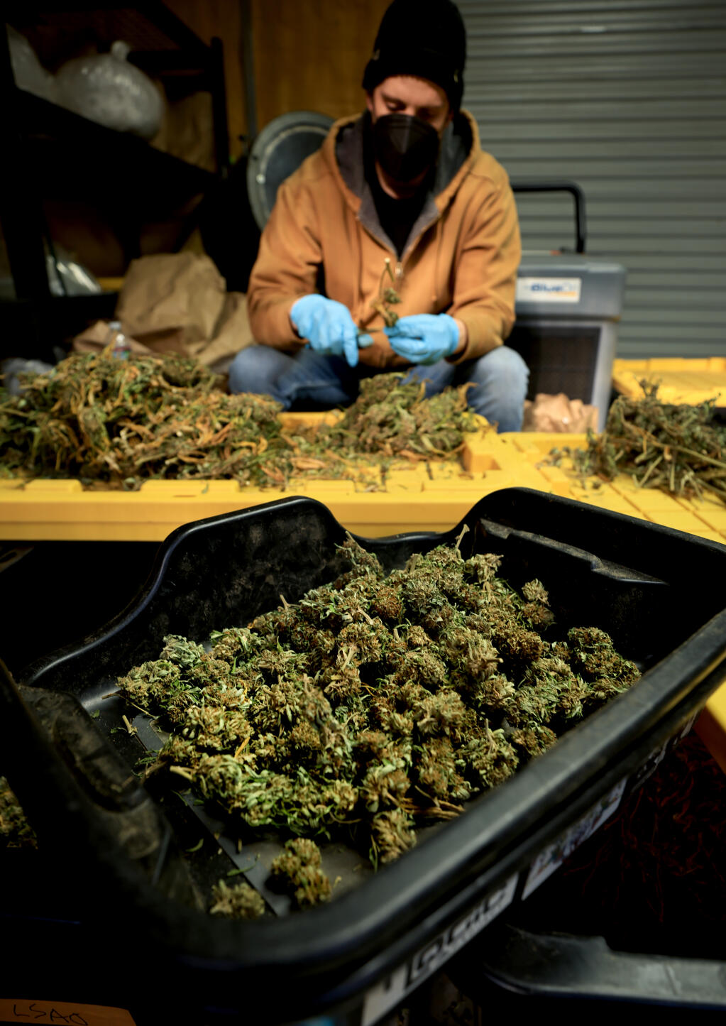 Ryan Derum sorts harvested cannabis at his family's marijuana grow, Tuesday, Jan. 18, 2022 near Lower Lake. (Kent Porter / The Press Democrat) 2022