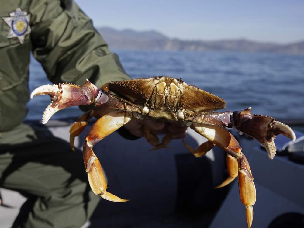 (File photo) Lt. Andy Roberts of the California Dept. of Fish and Game holds up a crab during the start of the Dungeness crab season off the coastline near Muir Beach, Calif. (AP Photo/Eric Risberg) 2010