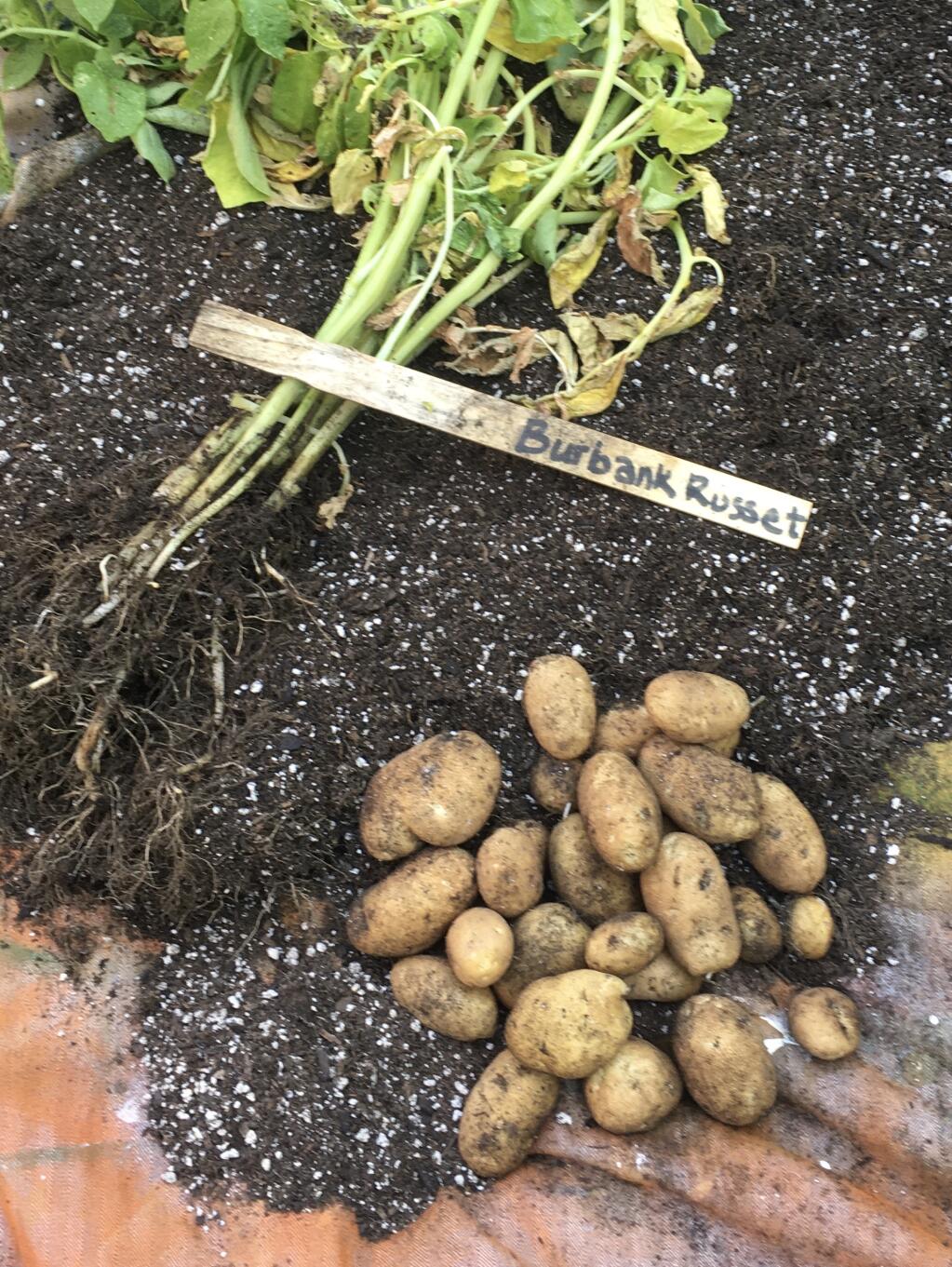 Potatoes grow well in containers. (UC Master Gardeners)