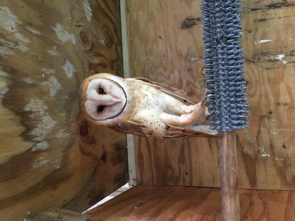 The owl rescued by the CHP (Courtesy photo).