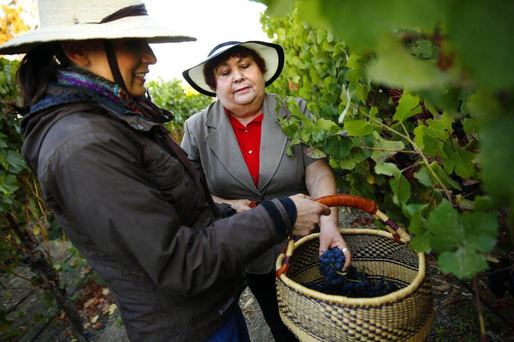 Vanessa Robledo, left, and her mother Maria Robledo inspect their vines during harvest at Robledo Family Winery in Napa in 2014. (CONNER JAY/ PD FILE)