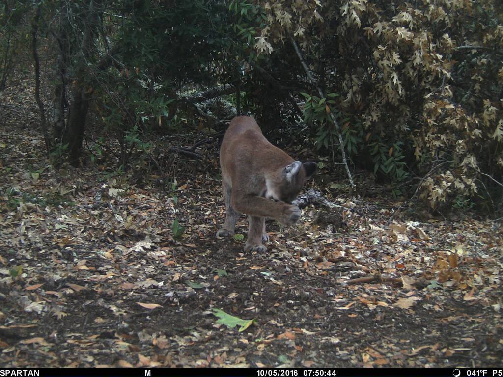 “P-1,” pre-collar, licking her paw after snacking on our deer bait. (Audubon Canyon Ranch)