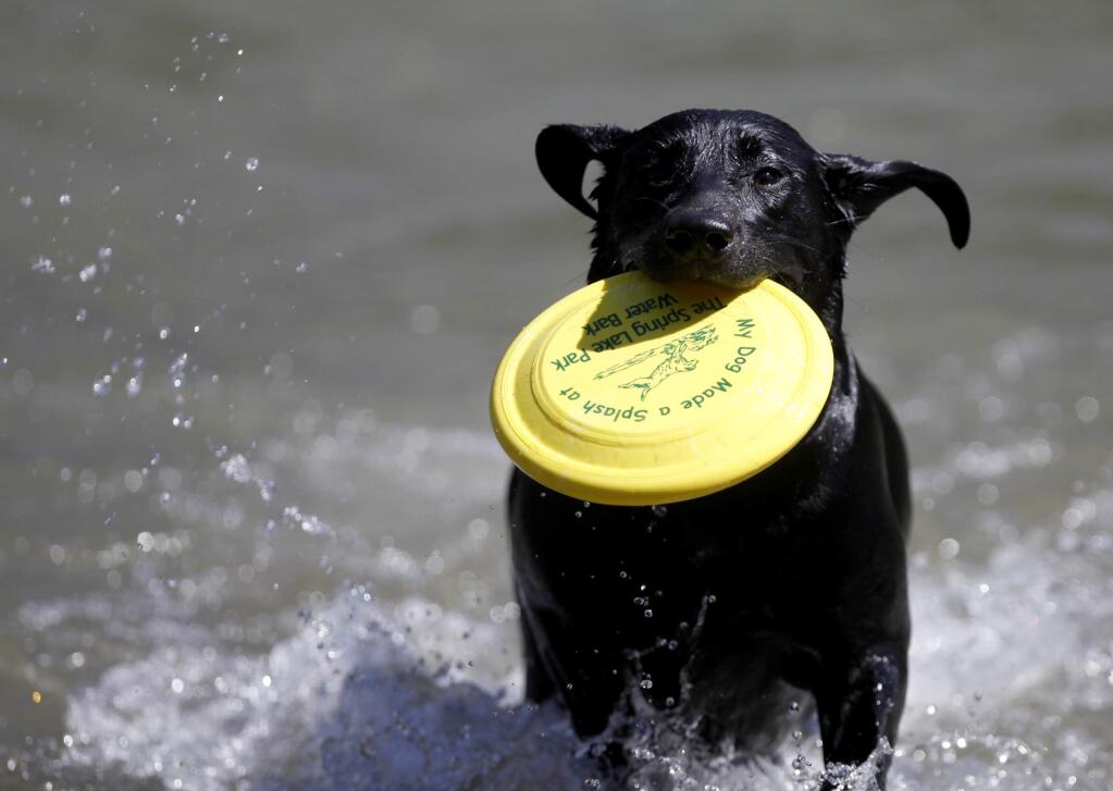 Ella fetches a frisbee during the Water Bark at the Spring Lake Park Swimming Lagoon in Santa Rosa, California on Sunday, September 18, 2011. (BETH SCHLANKER/ The Press Democrat)