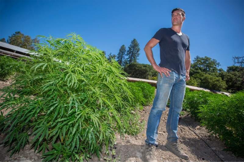 Erich Pearson, at his biodynamic cannabis farm off Highway 12.