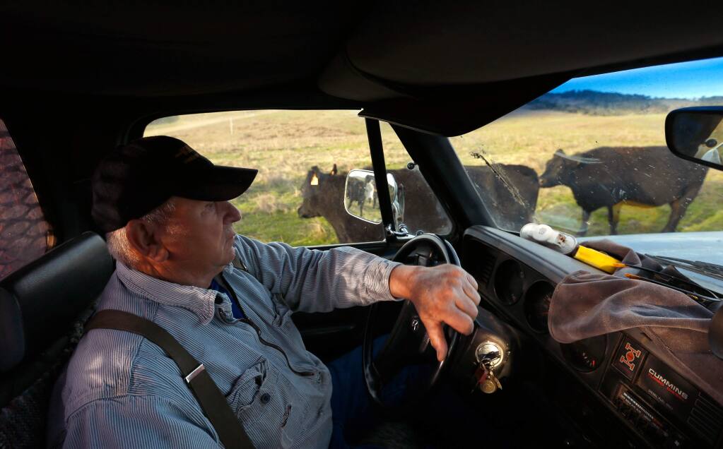 Rich Grossi, 77, carefully drives his truck between his cattle on a bumpy pasture to load up more hay for the herd, at the Historic M Ranch on Point Reyes National Seashore near Inverness, California on Tuesday, November 21, 2017. The Grossi family has farmed on Point Reyes for six generations, since purchasing the ranch in 1939. Now, the future of ranching at Point Reyes National Seashore may be at stake due to land management plans proposed by the National Park Service, portions of which includes reducing or eliminating cattle ranching. (Alvin Jornada / The Press Democrat)